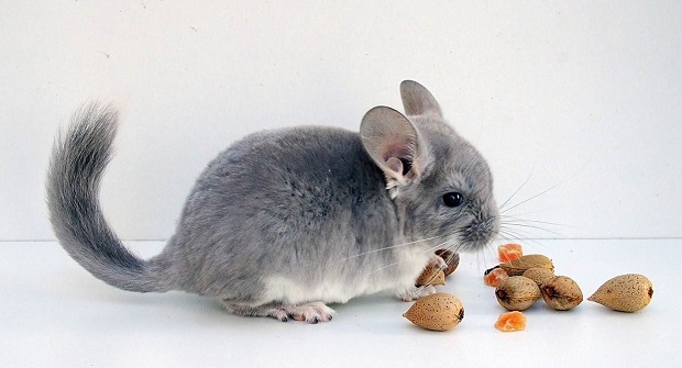 chinchilla abrigo