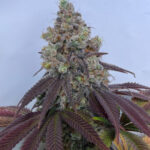 Gold Coast london weed telegram Clear